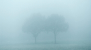 thumb Licht & Landschaft BaumIndividuen 